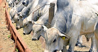 256814-confinamento-de-gado-veja-como-fazer-de-maneira-eficaz (1) (1)